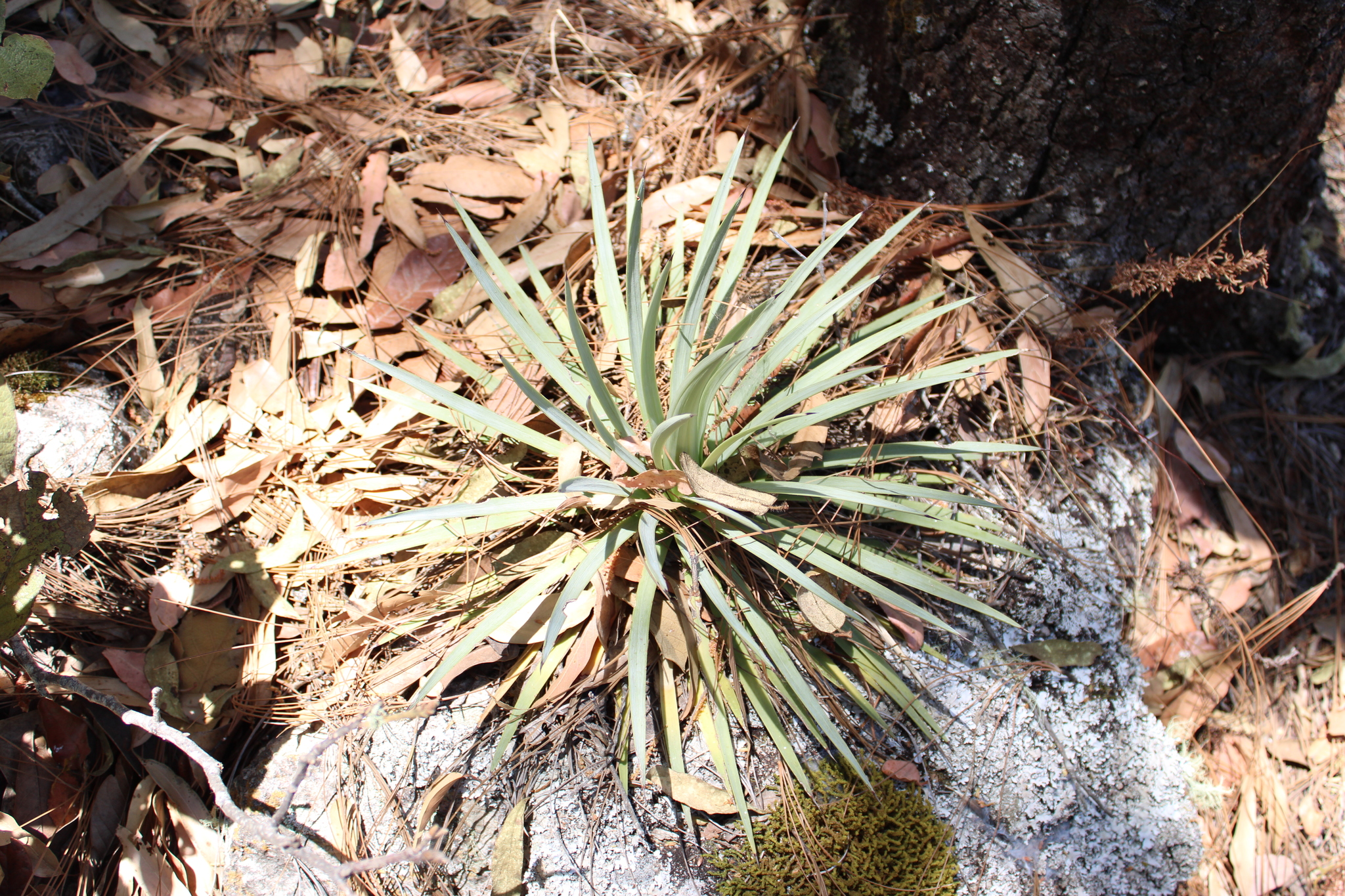 Agave rzedowskiana P.Carrillo, Vega & R.Delgad. 4