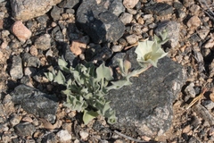 Calystegia malacophylla pedicellata