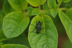 Cribroleptura otini