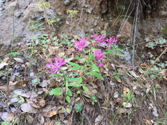 Clarkia concinna concinna