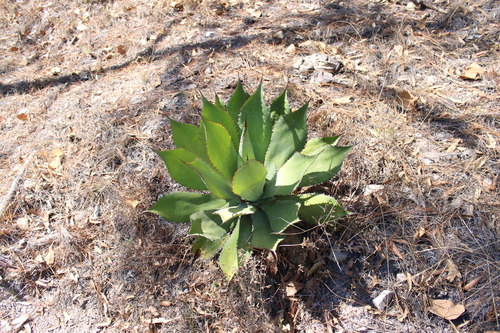 Agave bovicornuta