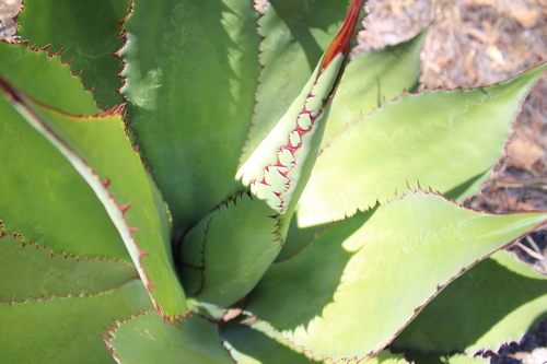 Agave bovicornuta