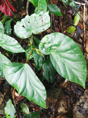 Begonia nuda