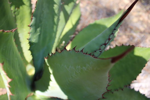 Agave bovicornuta