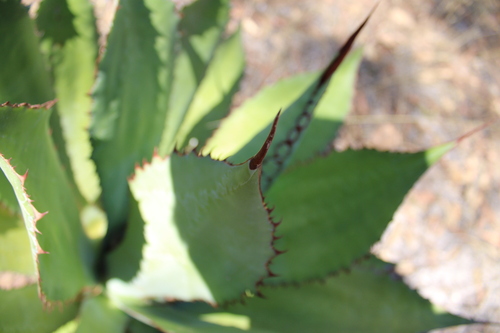Image of Agave bovicornuta by (c) Rodolfo Maximiliano Gutiérrez-Sánchez, some rights reserved (CC BY)