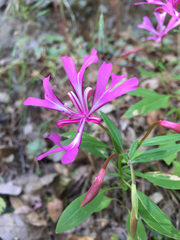 Clarkia concinna concinna