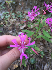 Clarkia concinna concinna