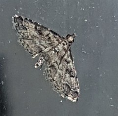 Sufetula hemiophthalma