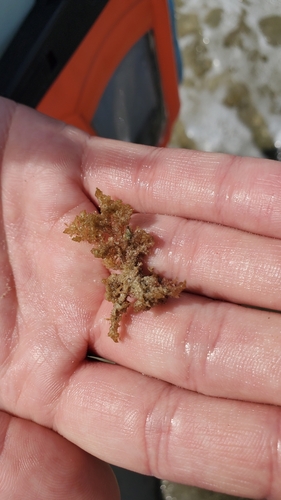 Spyridia filamentosa observed 2024-05-05