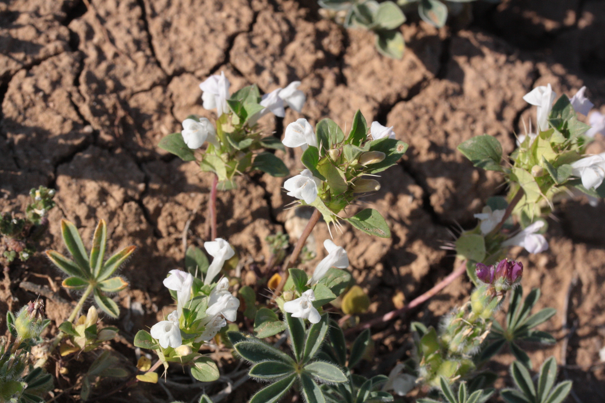 Acanthomintha obovata ssp. cordata