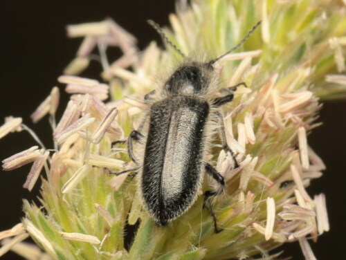 Enicopus calcaratus