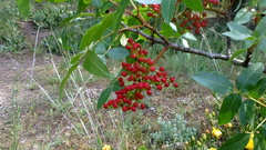 Pistacia atlantica mutica