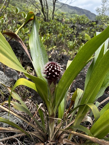 Vicki's pitcairnia (Pitcairnia funkiae)