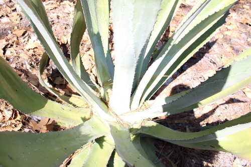 Agave jaiboli
