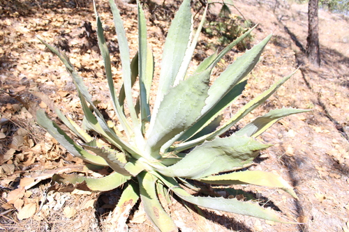 Agave jaiboli