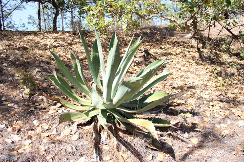 Agave jaiboli