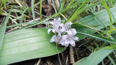 Lachenalia ensifolia