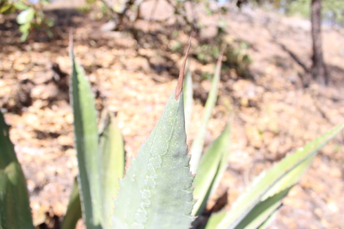 Agave jaiboli