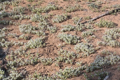Acanthomintha obovata cordata