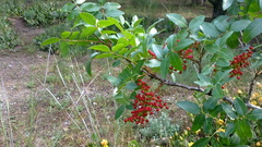 Pistacia atlantica mutica