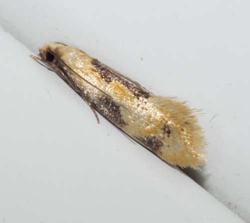 Yellow Wave Moth photo 3