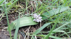 Lachenalia ensifolia