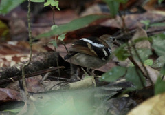 Dichrozona cincta