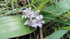 Lachenalia ensifolia