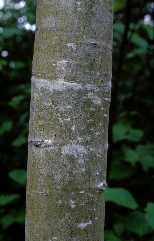 Largetooth Aspen (Trees of Manitoba) · iNaturalist