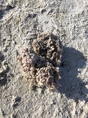 Muricoidea