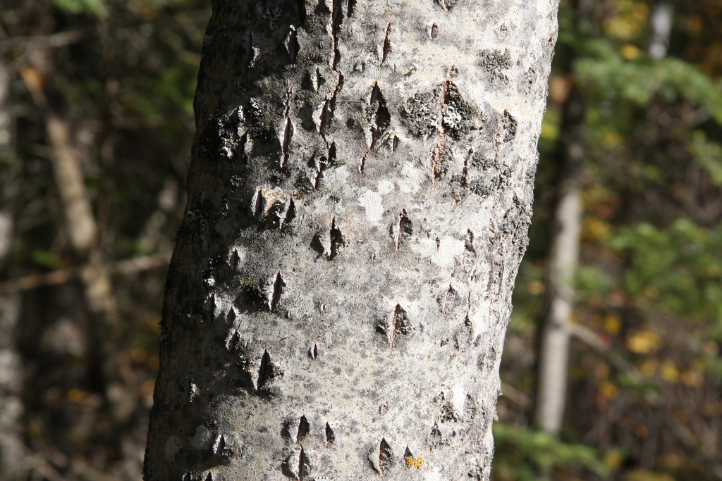 Largetooth Aspen Trees Of Manitoba Inaturalist