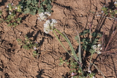 Allium howellii clokeyi