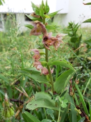 Epipactis helleborine tremolsii
