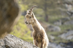Alpine Ibex photo 4