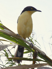 Black-Capped Donacobius photo 4
