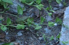 Convolvulus siculus siculus