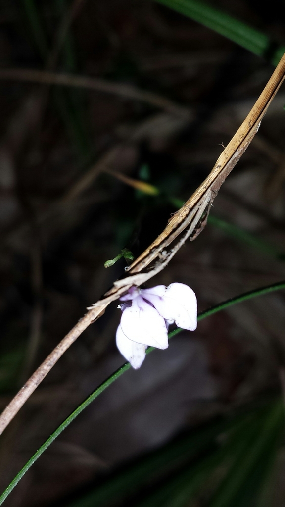 Disperis lanceolata
