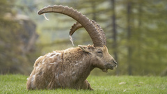 Alpine Ibex photo 2
