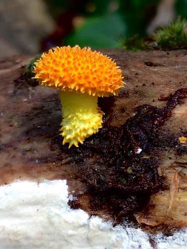 Golden-scruffy Collybia