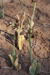 Fritillaria agrestis