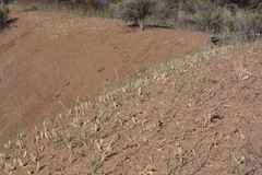 Fritillaria agrestis