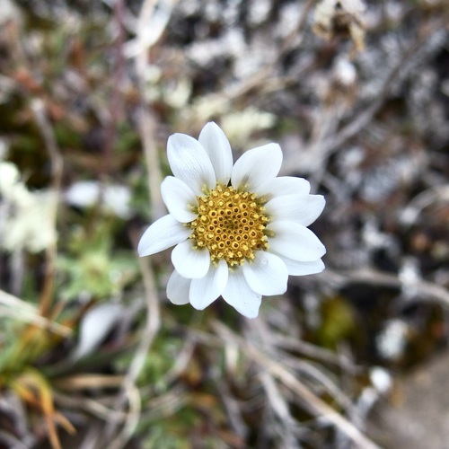 Entireleaf Daisy (Chrysanthemum integrifolium)