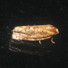 Choristoneura houstonana