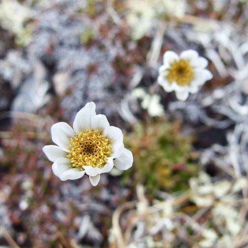 Image of Entireleaf Daisy (Chrysanthemum integrifolium) by (c) Sue Carnahan, some rights reserved (CC BY)