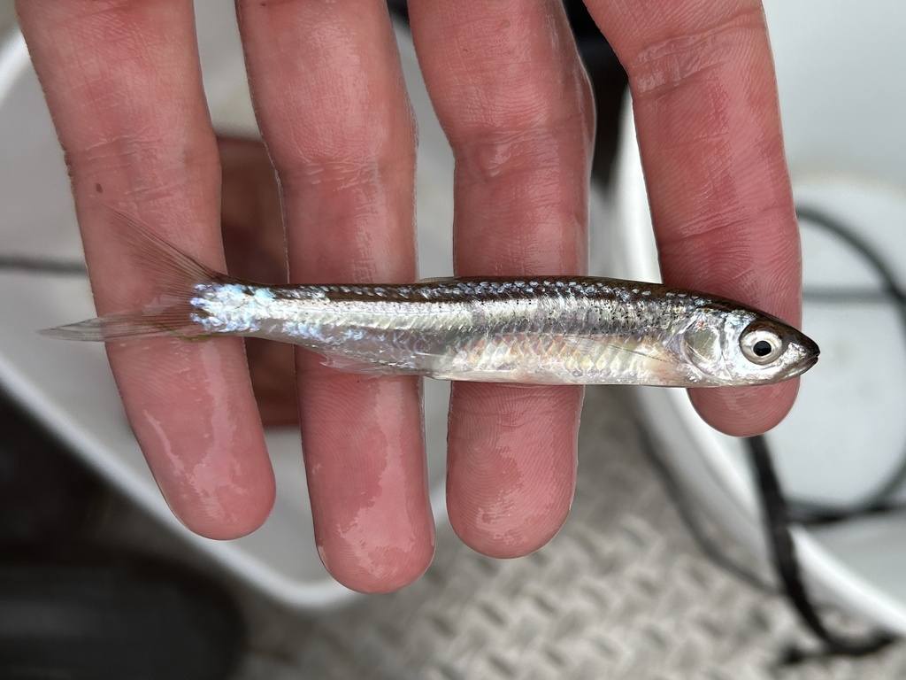 Emerald Shiner from Charlotte River, Sault Sainte Marie, MI, US on May ...