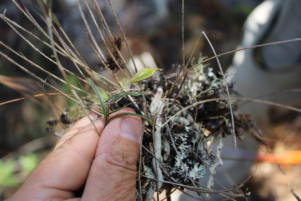 Epidendrum petacaense