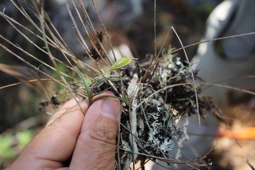 Epidendrum petacaense Hagsater, J.Duarte & Pio-Leon.A Habit.B.Inflorescence.C.Flower.D.Dissected, 2023
