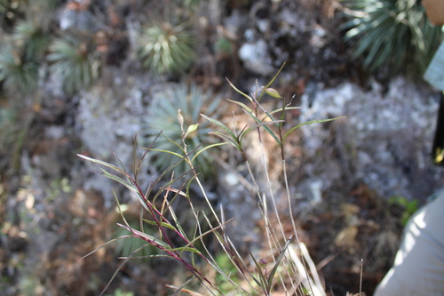 Epidendrum petacaense Hagsater, J.Duarte & Pio-Leon.A Habit.B.Inflorescence.C.Flower.D.Dissected, 2023 3