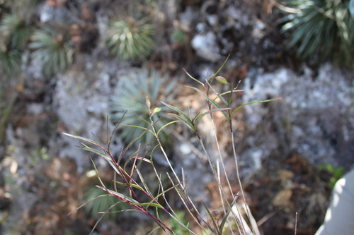 Epidendrum petacaense Hagsater, J.Duarte & Pio-Leon.A Habit.B.Inflorescence.C.Flower.D.Dissected, 2023 2