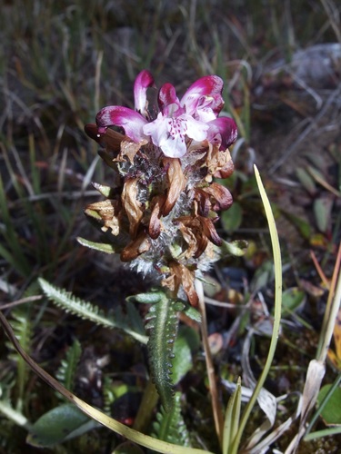 Image of Pedicularis sudetica by (c) Sue Carnahan, some rights reserved (CC BY)